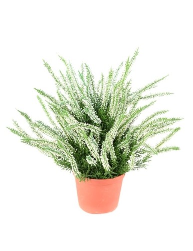 WIDE HEATHER IN A POT