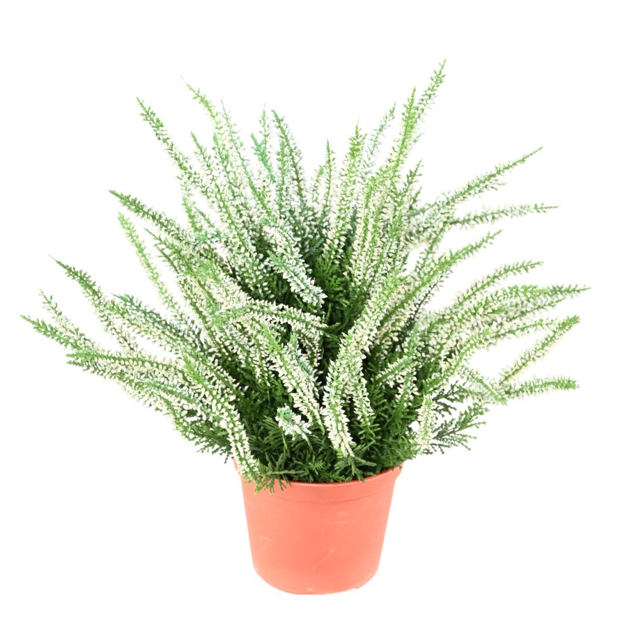 WIDE HEATHER IN A POT