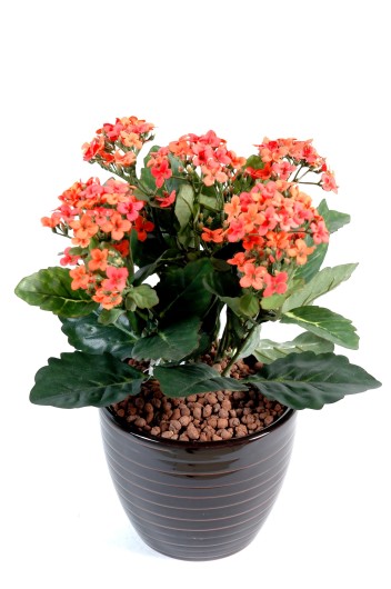 KALANCHOE