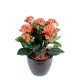 KALANCHOE