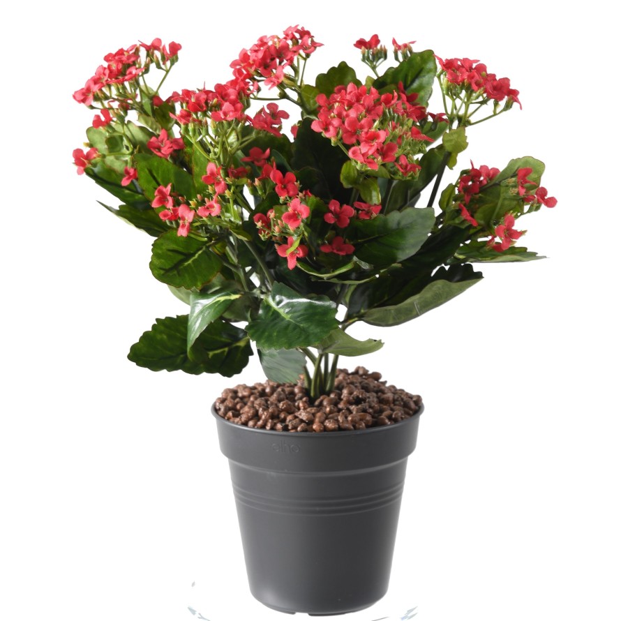 KALANCHOE