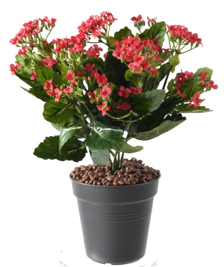 KALANCHOE