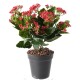 KALANCHOE