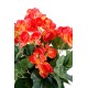 BEGONIA*90