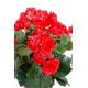 BEGONIA*90