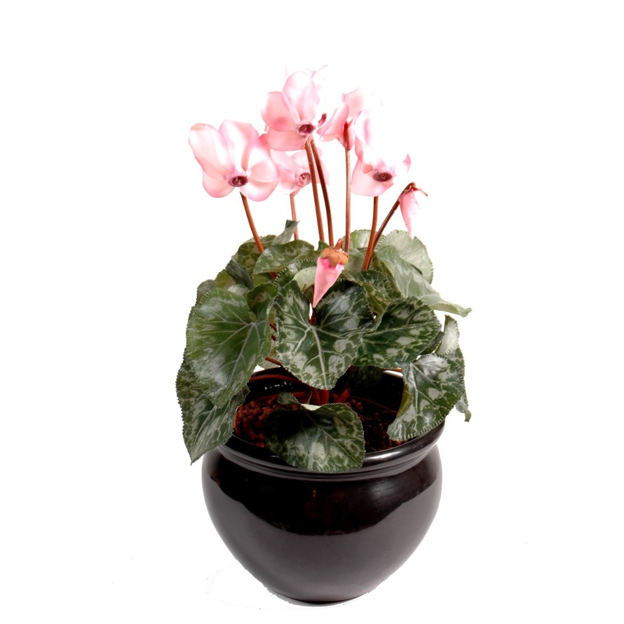 CYCLAMEN*8