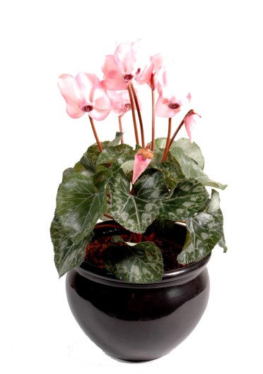 CYCLAMEN*8