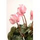 CYCLAMEN*8