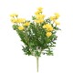 ANTHEMIS DAISY *120*30