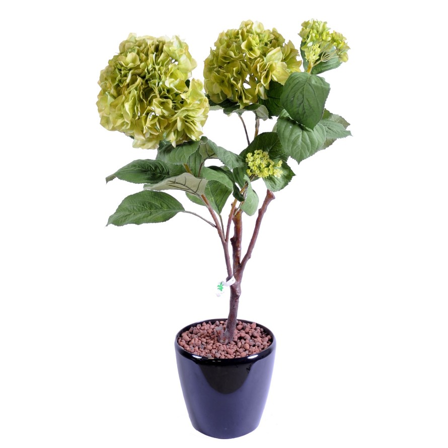 HORTENSIA PLANTE 82