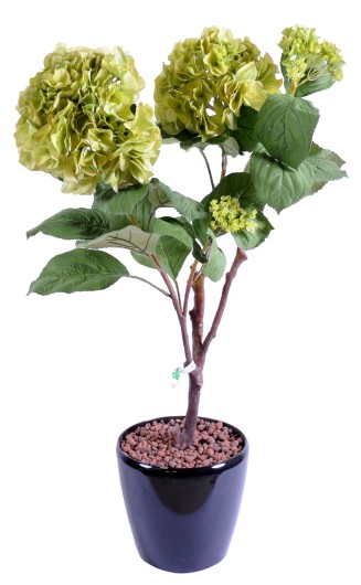 HORTENSIA PLANTE 82