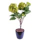 HORTENSIA PLANTE 82