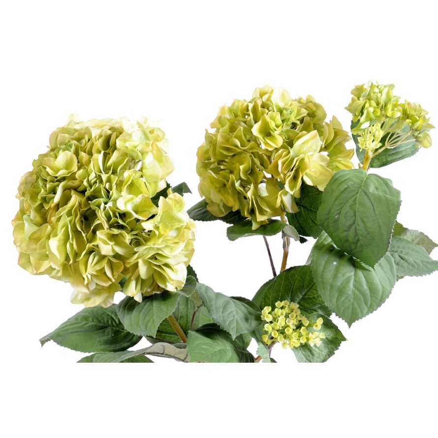 HORTENSIA PLANTE 82