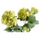 HORTENSIA PLANTE 82