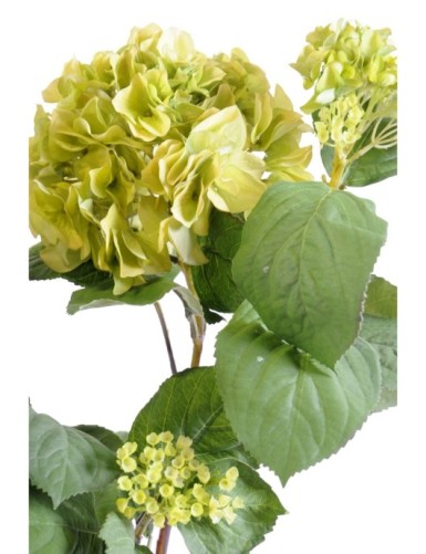 HORTENSIA PLANTE 82