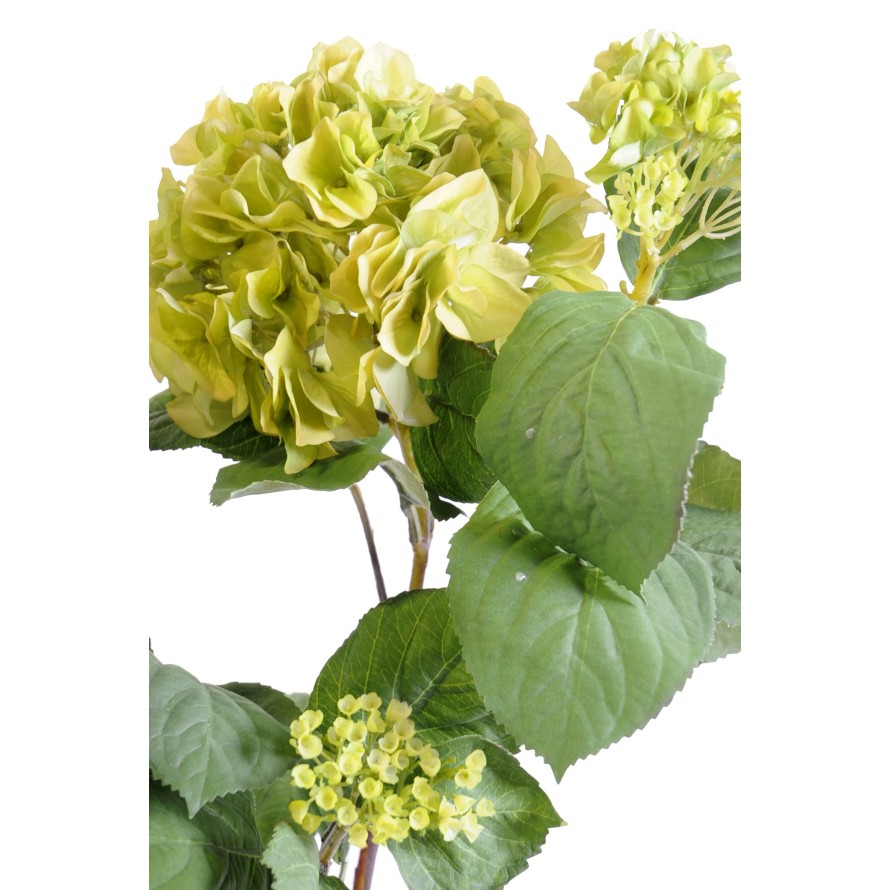 HORTENSIA PLANTE 82