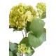 HORTENSIA PLANTE 82