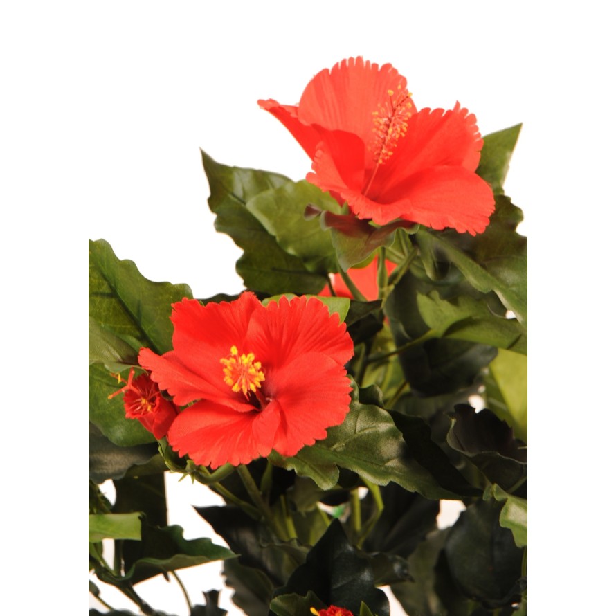 HIBISCUS PIQUET