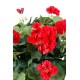 GERANIUM*115