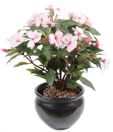 IMPATIENS PIQUET