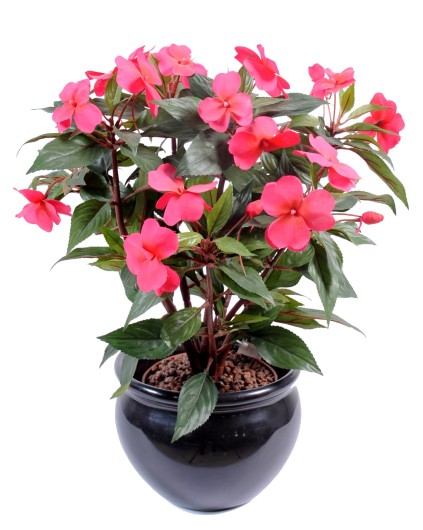 IMPATIENS PIQUET