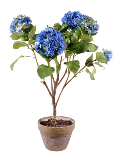 HORTENSIA POT TERRE