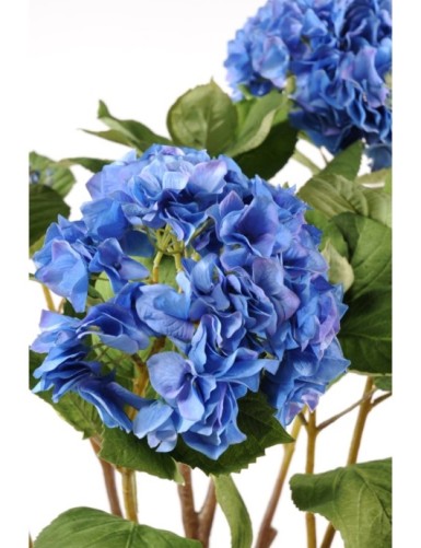 HORTENSIA POT TERRE