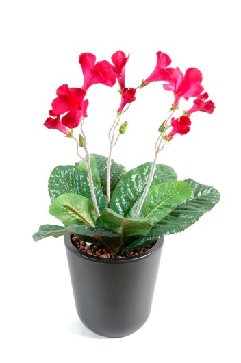 STREPTOCARPUS