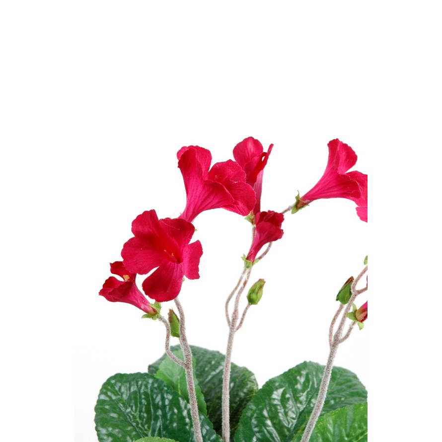 STREPTOCARPUS