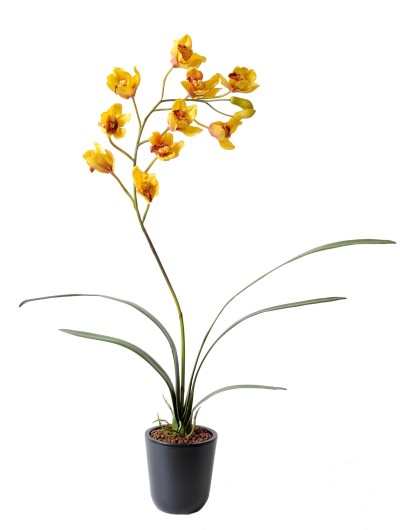 CYMBIDIUM