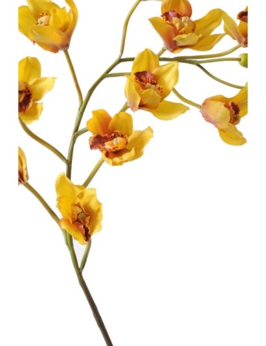 CYMBIDIUM