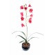 CYMBIDIUM