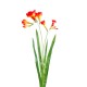 FREESIA L