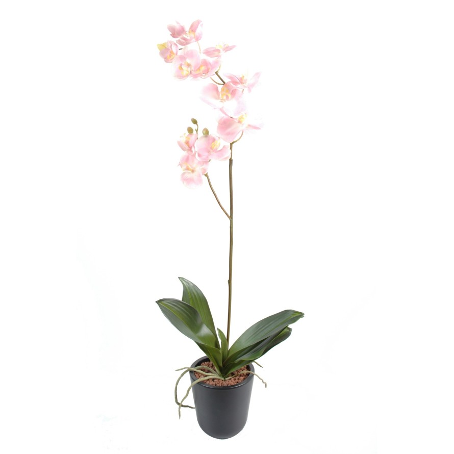 PHALAENOPSIS L*12 (promo net)