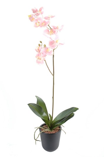 PHALAENOPSIS L*12 (promo net)