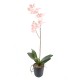 PHALAENOPSIS L*12 (promo net)