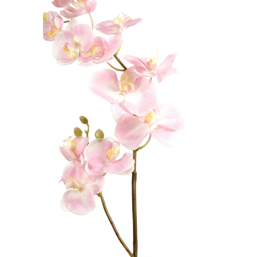 PHALAENOPSIS L*12 (promo net)