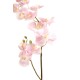 PHALAENOPSIS L*12 (promo net)