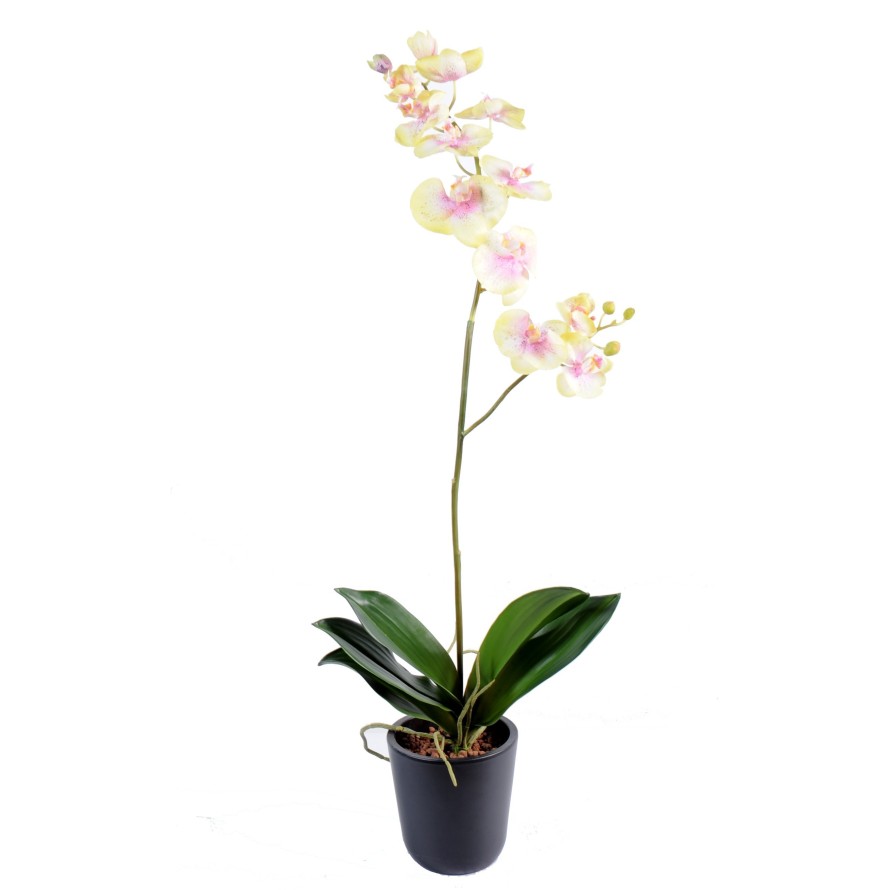 PHALAENOPSIS L*12 (promo net)