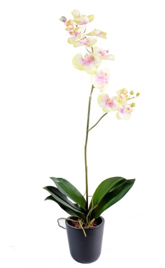 PHALAENOPSIS L*12 (promo net)