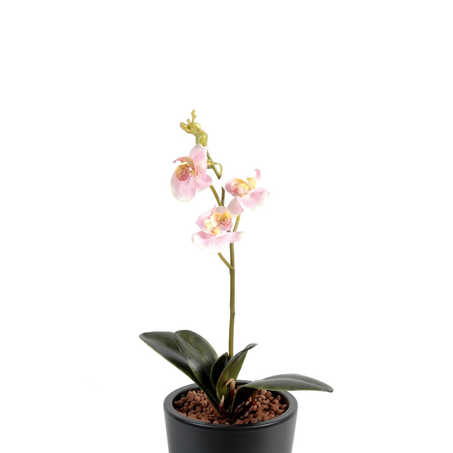 PHALAENOPSIS S