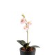 PHALAENOPSIS S