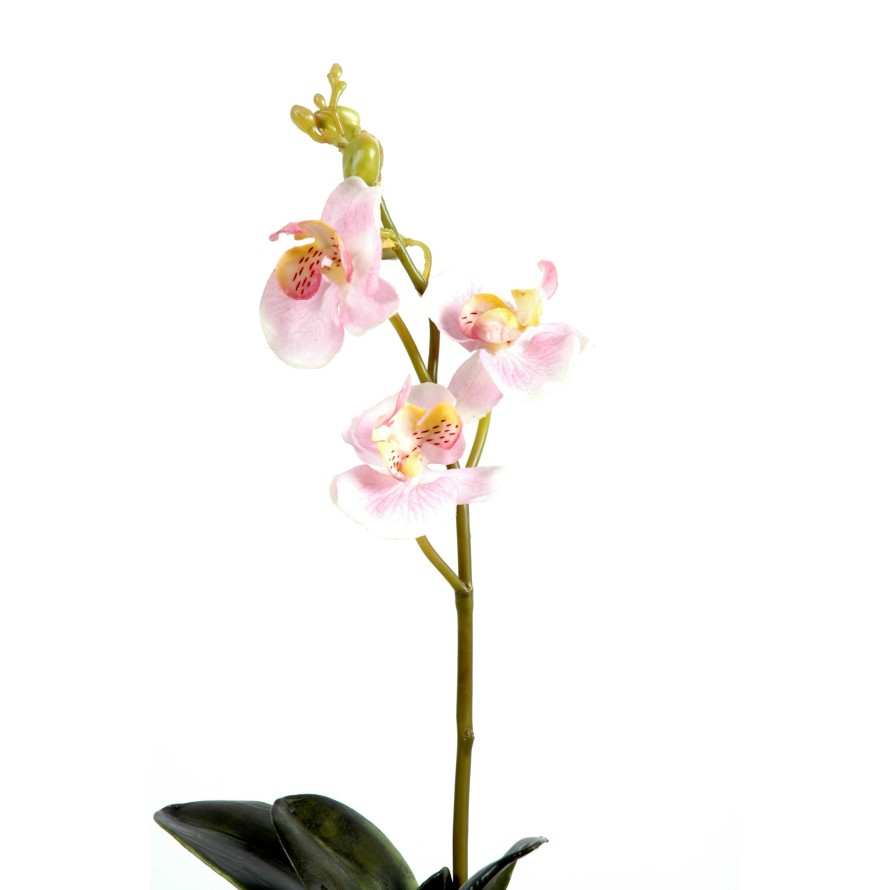 PHALAENOPSIS S