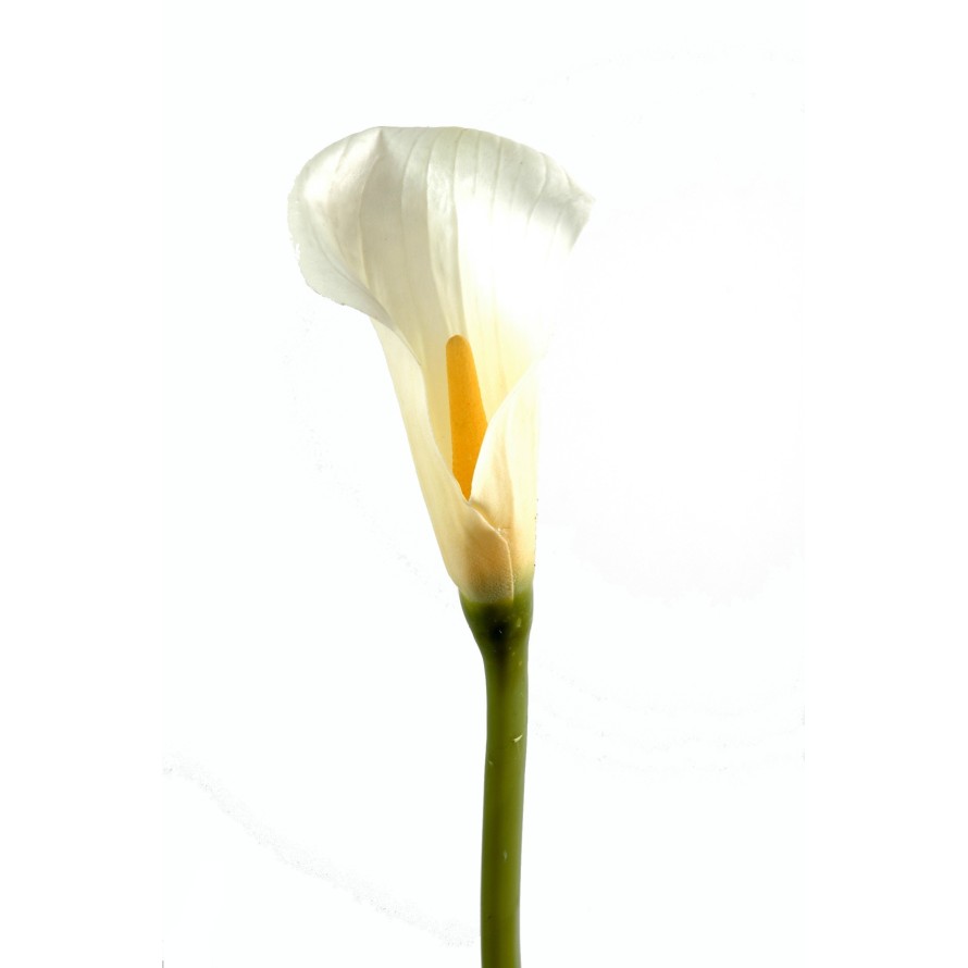 CALLA LILY AROME