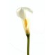 CALLA LILY AROME