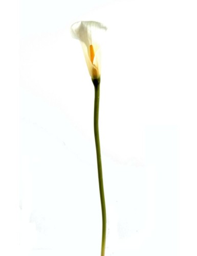 CALLA LILY AROME