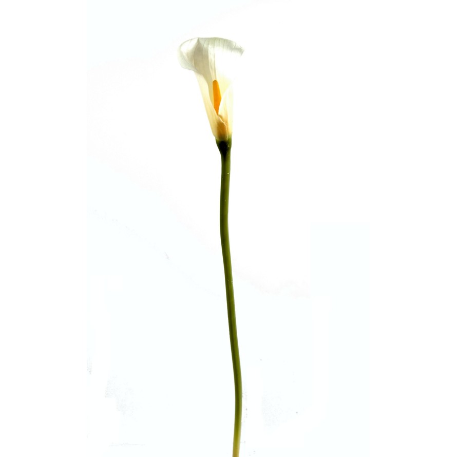 CALLA LILY AROME