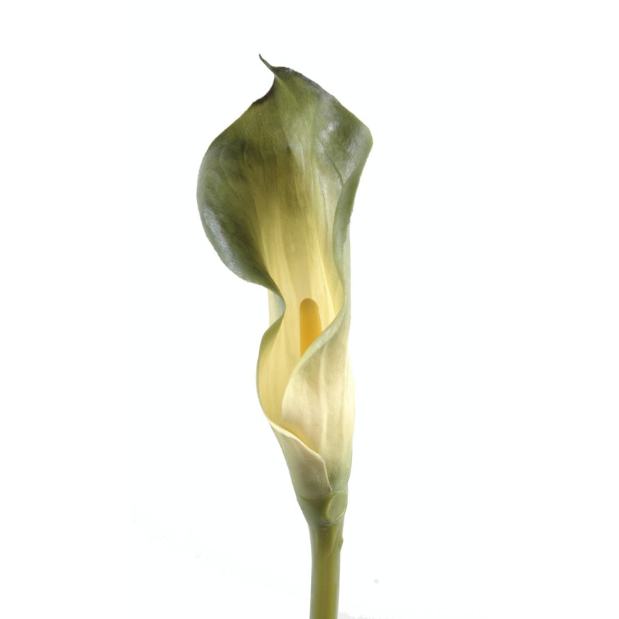 CALLA LILY AROME