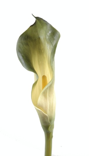 CALLA LILY AROME