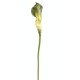 CALLA LILY AROME